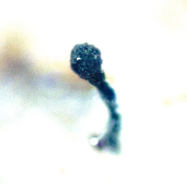 Phaeocalicium polyporaeum (Phaeocalicium polyporaeum) — photo mycologique
