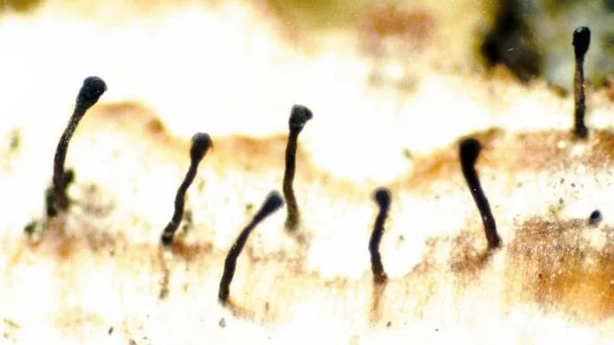 Phaeocalicium tremulicola (Phaeocalicium tremulicola) — photo mycologique