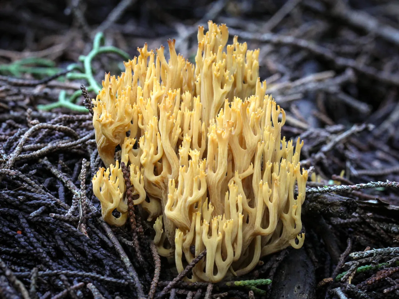 Phaeoclavulina camellia (Phaeoclavulina camellia) — photo mycologique