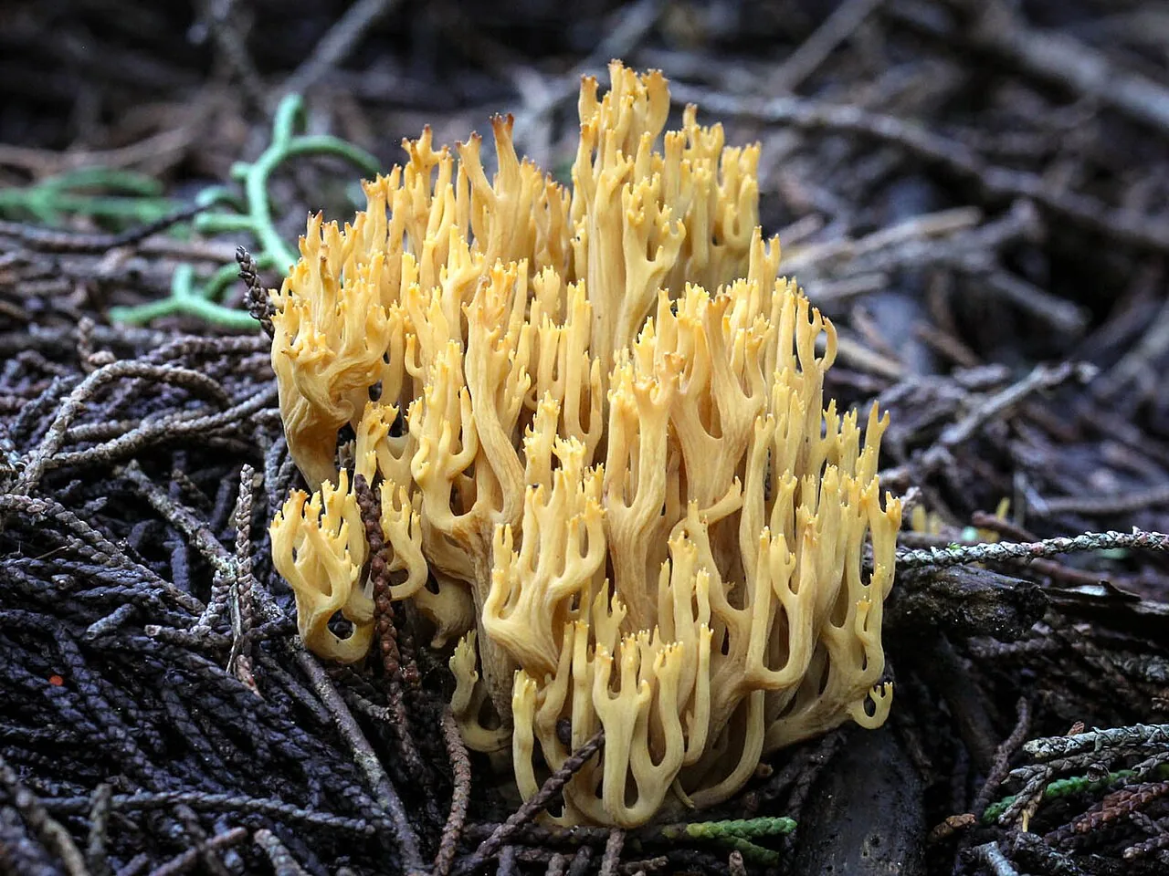 Phaeoclavulina echinovirens (Phaeoclavulina echinovirens) — photo mycologique