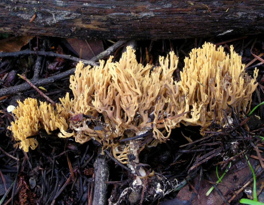 Phaeoclavulina myceliosa (Phaeoclavulina myceliosa) — photo mycologique