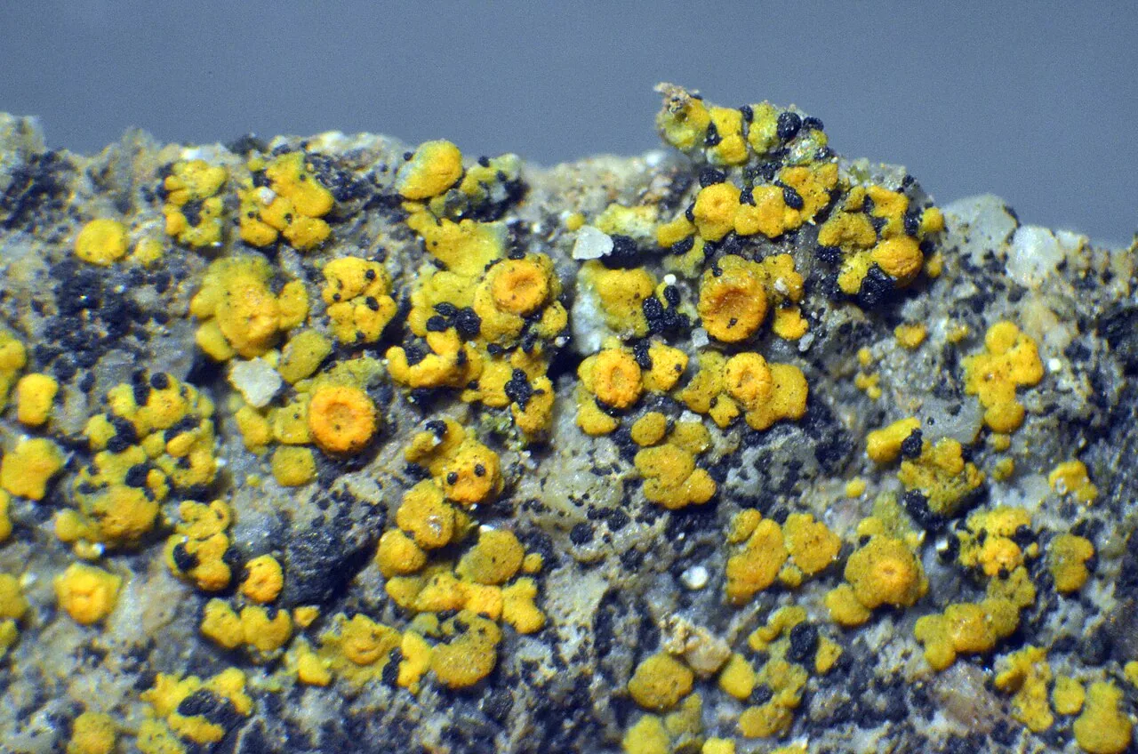 Phaeococcomyces mexicanus (Phaeococcomyces mexicanus) — photo mycologique