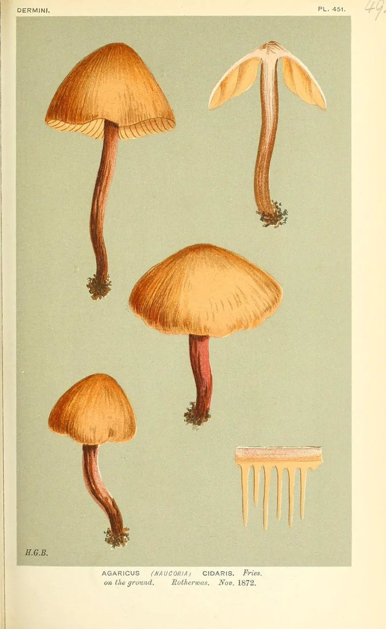 Phaeocollybia cidaris (Phaeocollybia cidaris) — photo mycologique