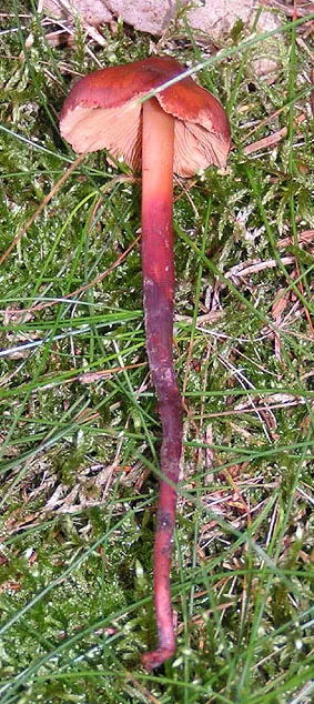 Phaeocollybia graveolens (Phaeocollybia graveolens) — photo mycologique