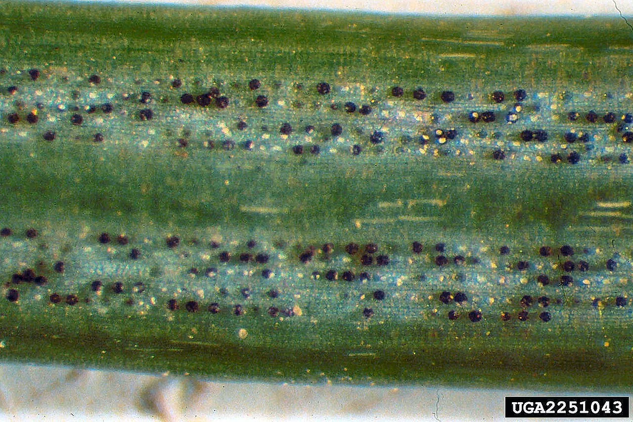 Phaeocryptopus pinastri (Phaeocryptopus pinastri) — photo mycologique