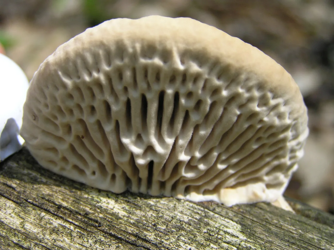 Phaeodaedalea incerta (Phaeodaedalea incerta) — photo mycologique