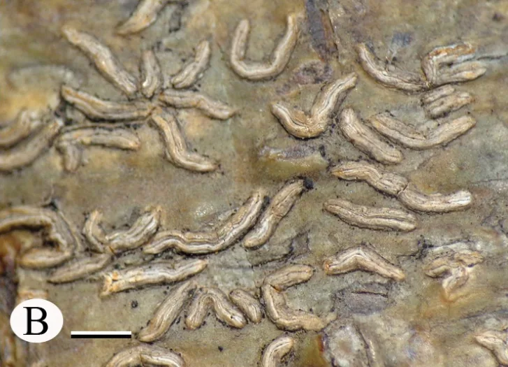 Phaeographina serograpta (Phaeographina serograpta) — photo mycologique