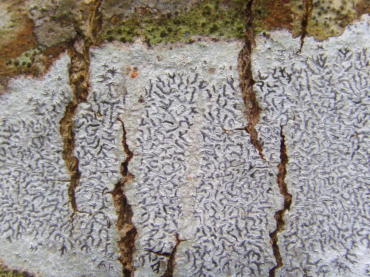 Phaeographis decolorascens (Phaeographis decolorascens) — photo mycologique