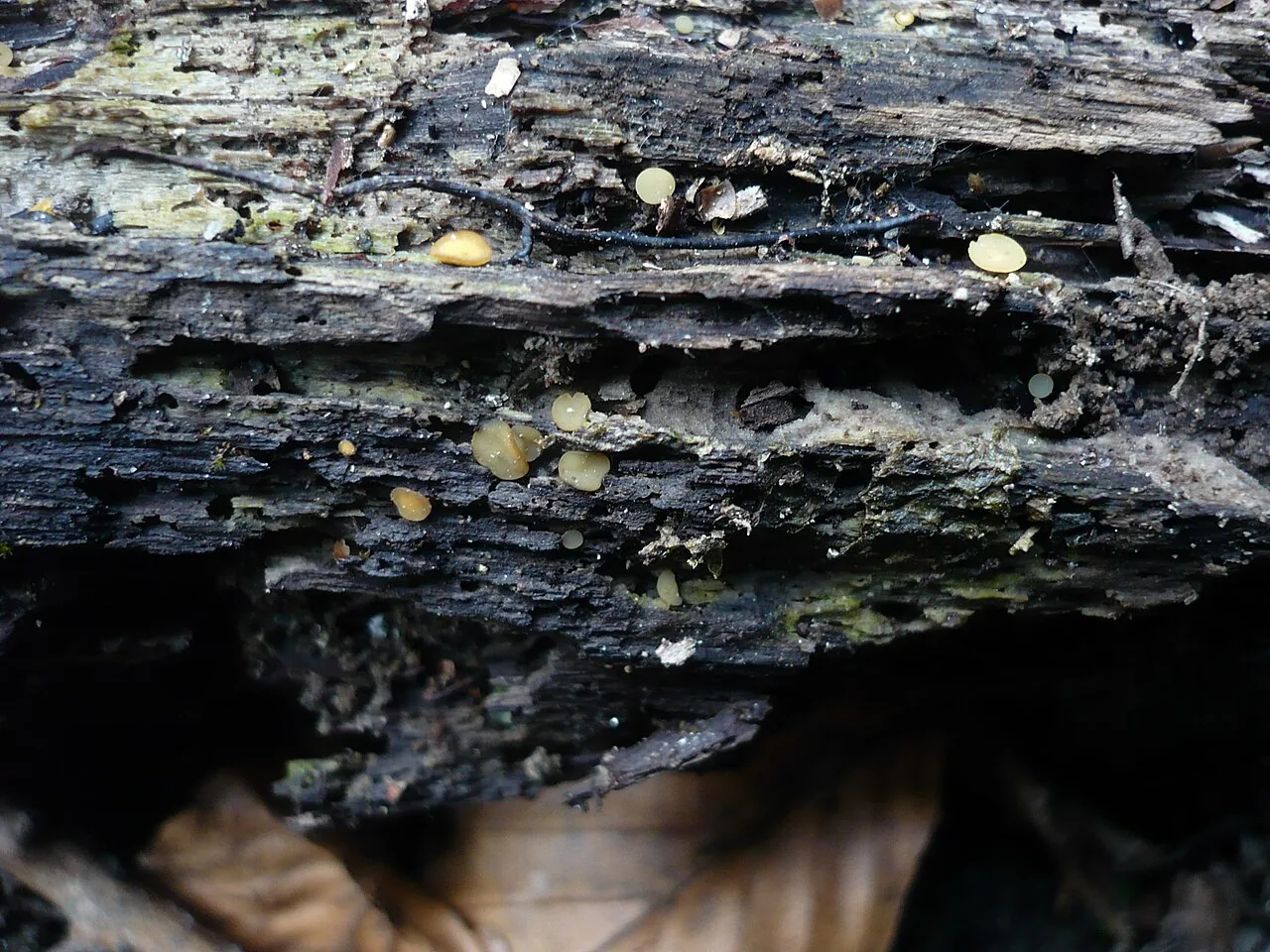 Phaeohelotium hylocomnii (Phaeohelotium hylocomnii) — photo mycologique