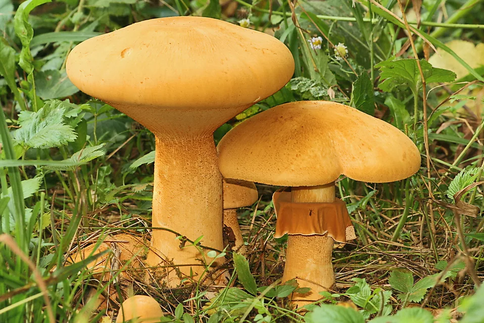 Phaeolepiota aurea (Phaeolepiota aurea) — photo mycologique