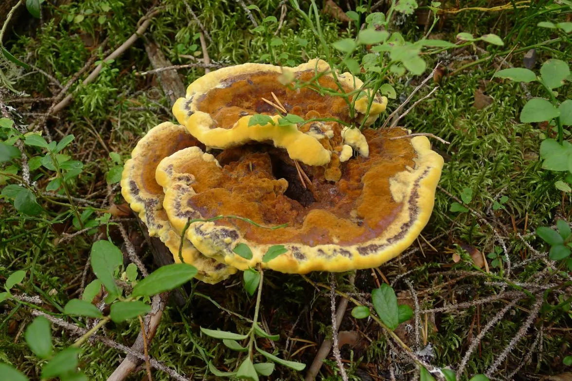 Phaeolus schweinitzii (Phaeolus schweinitzii) — photo mycologique
