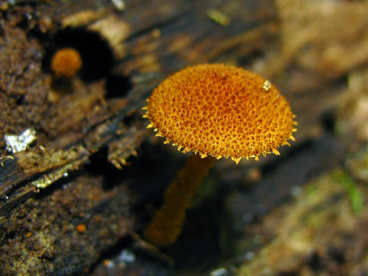 Phaeomarasmius bowmanni (Phaeomarasmius bowmanni) — photo mycologique