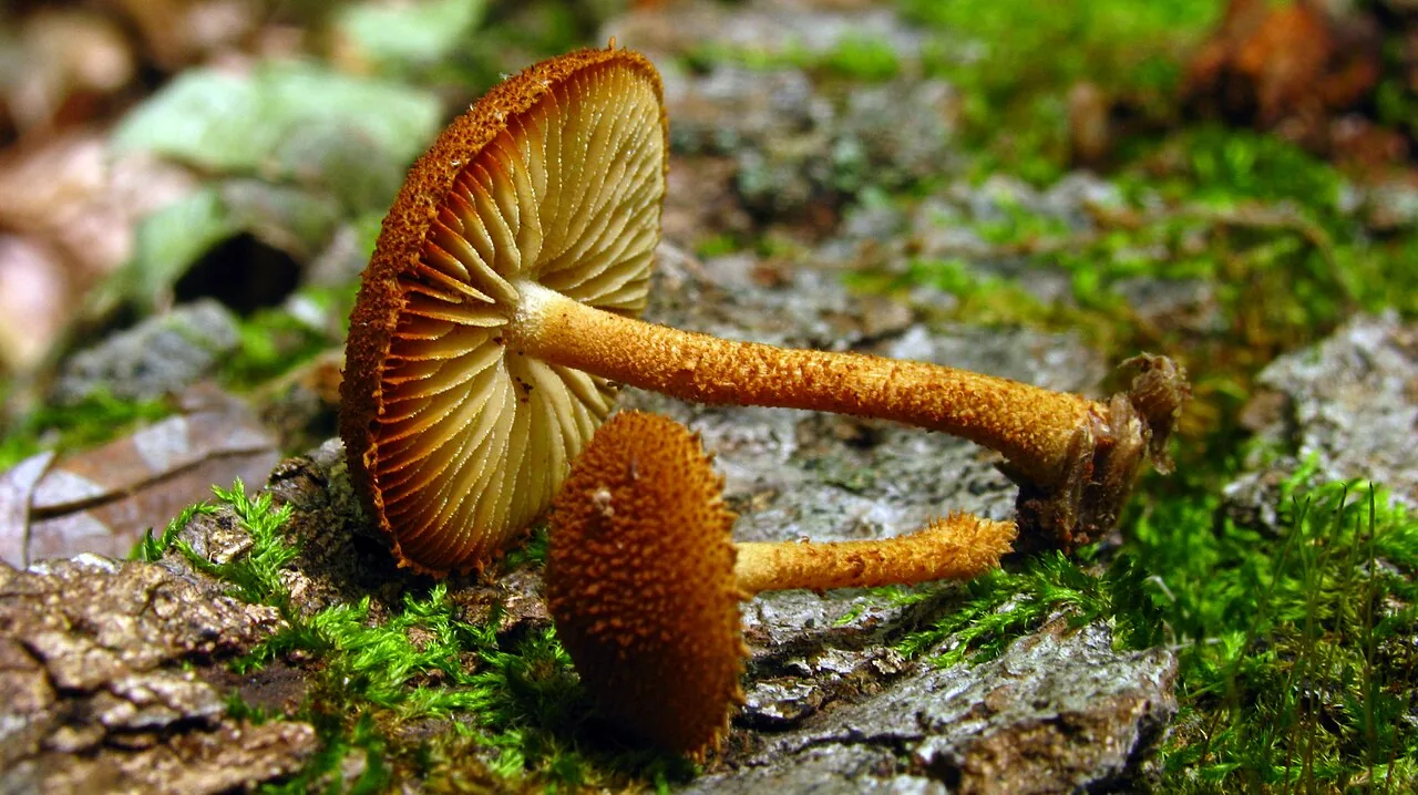 Phaeomarasmius erinaceus (Phaeomarasmius erinaceus) — photo mycologique