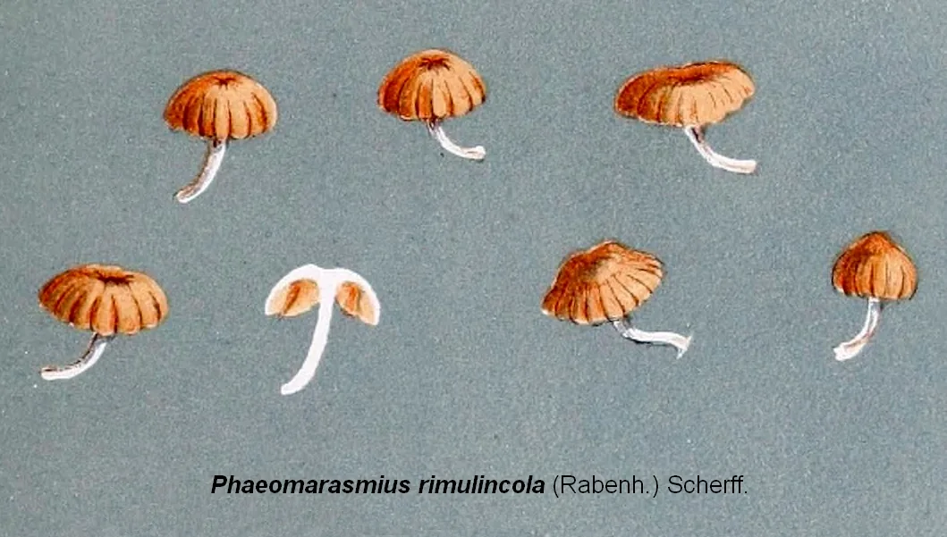 Phaeomarasmius rimulincola (Phaeomarasmius rimulincola) — photo mycologique