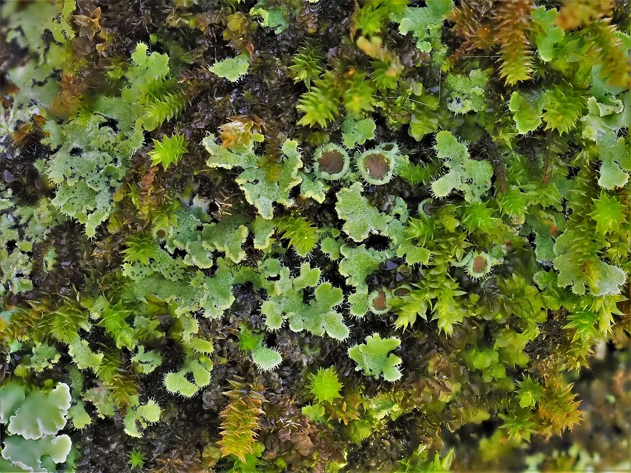 Phaeophyscia hirtella (Phaeophyscia hirtella) — photo mycologique
