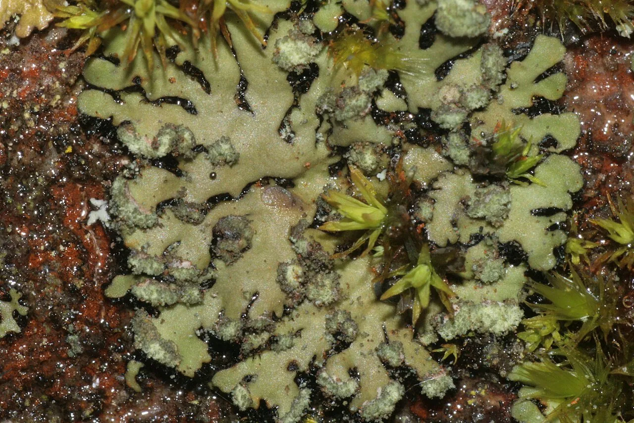 Phaeophyscia squarrosa (Phaeophyscia squarrosa) — photo mycologique