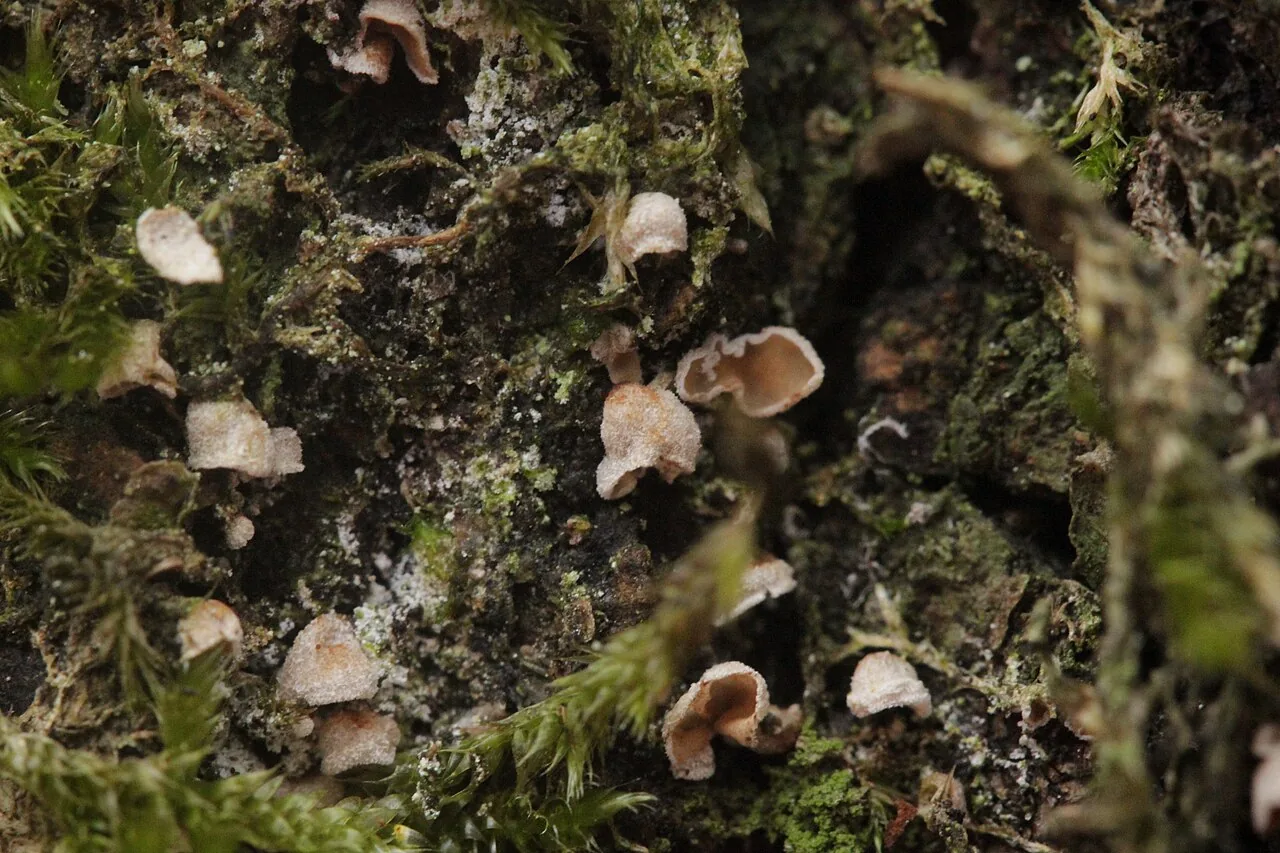 Phaeosolenia densa (Phaeosolenia densa) — photo mycologique