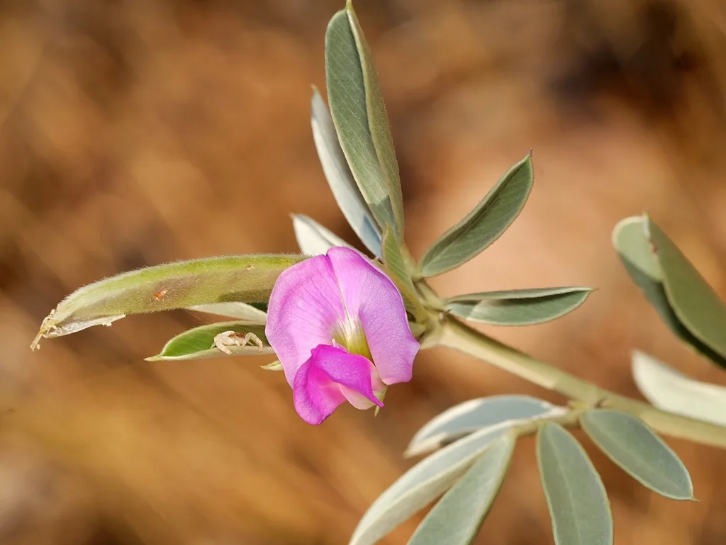 Phaeosperma boehmeriae (Phaeosperma boehmeriae) — photo mycologique