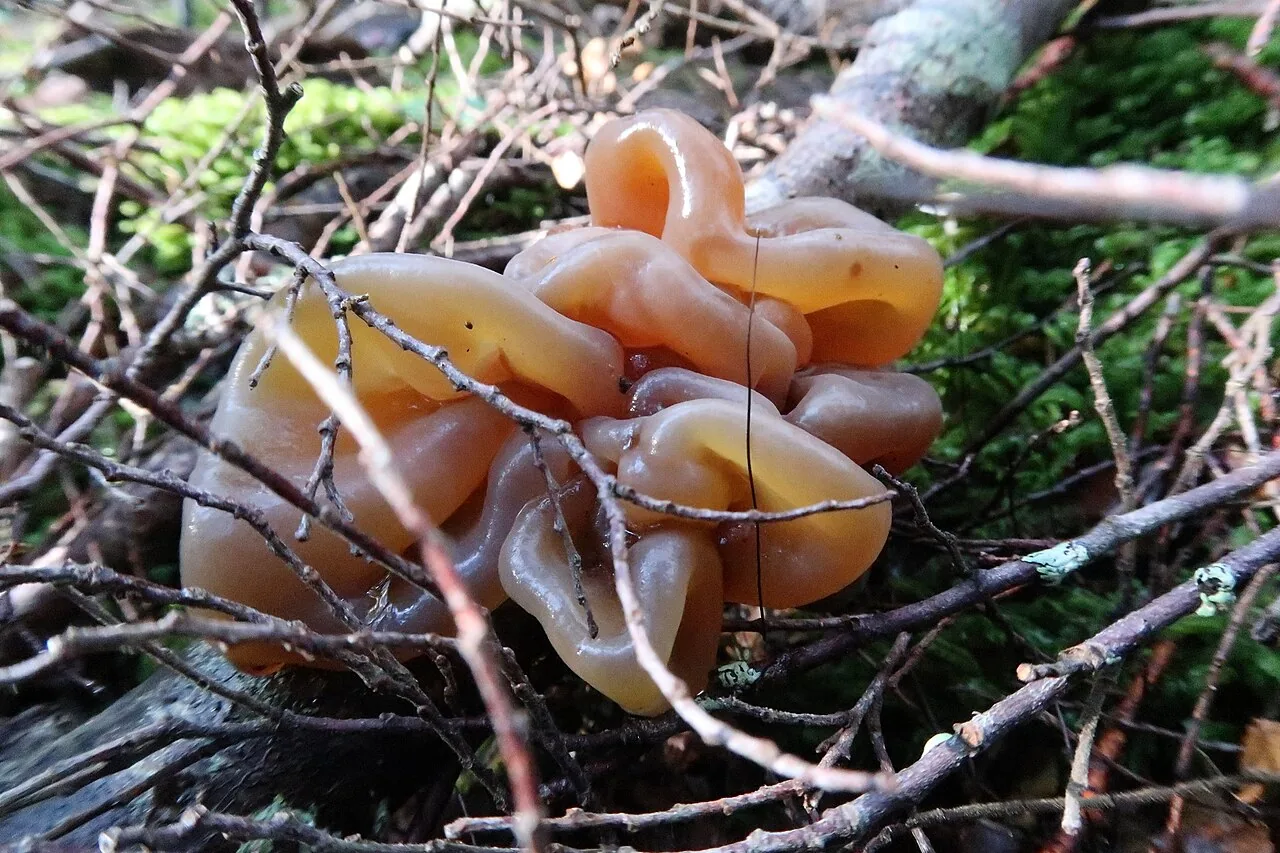 Phaeotremella fimbriata (Phaeotremella fimbriata) — photo mycologique