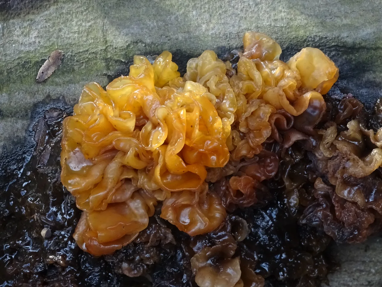 Phaeotremella foliacea (Phaeotremella foliacea) — photo mycologique