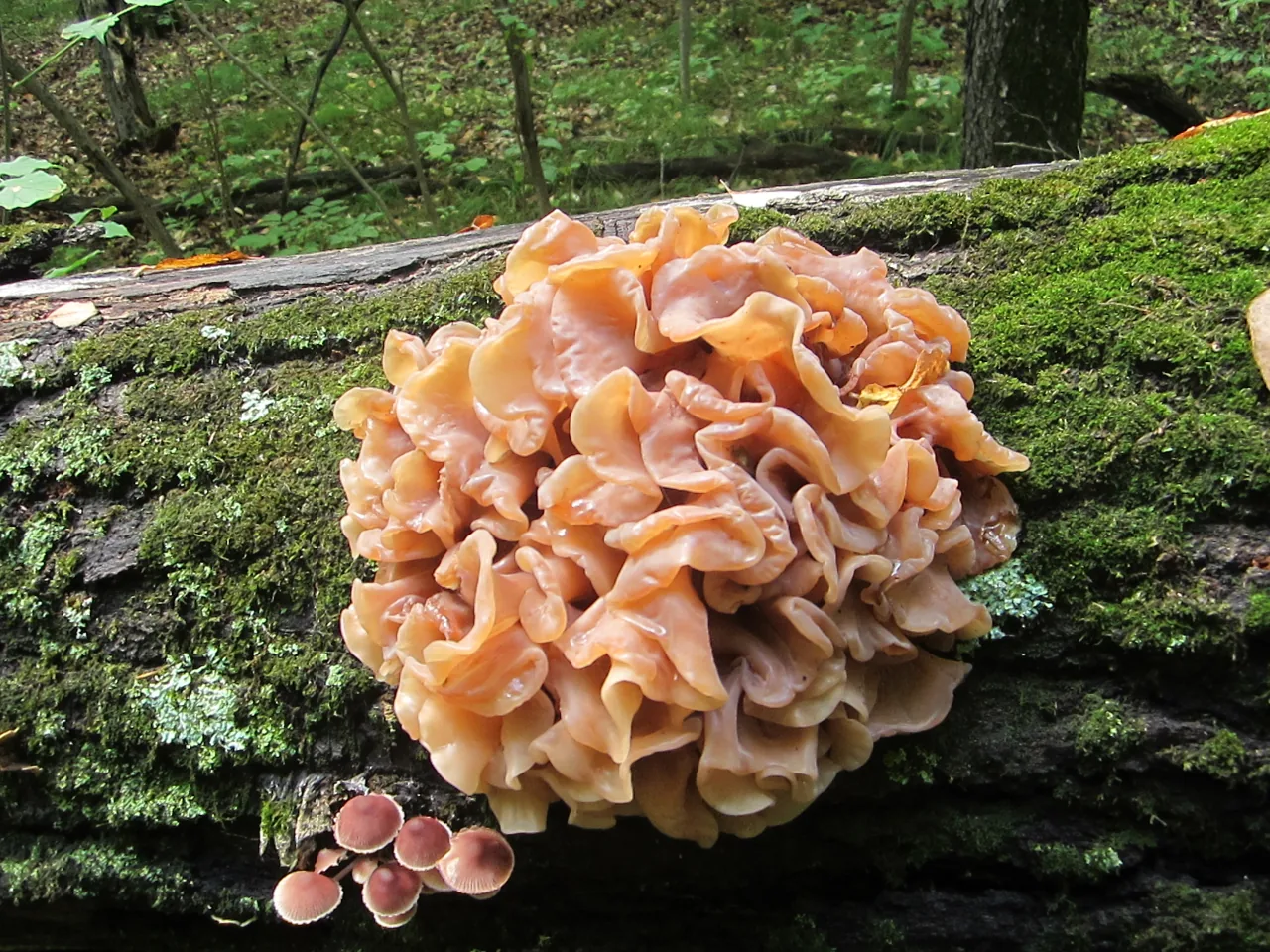Phaeotremella frondosa (Phaeotremella frondosa) — photo mycologique