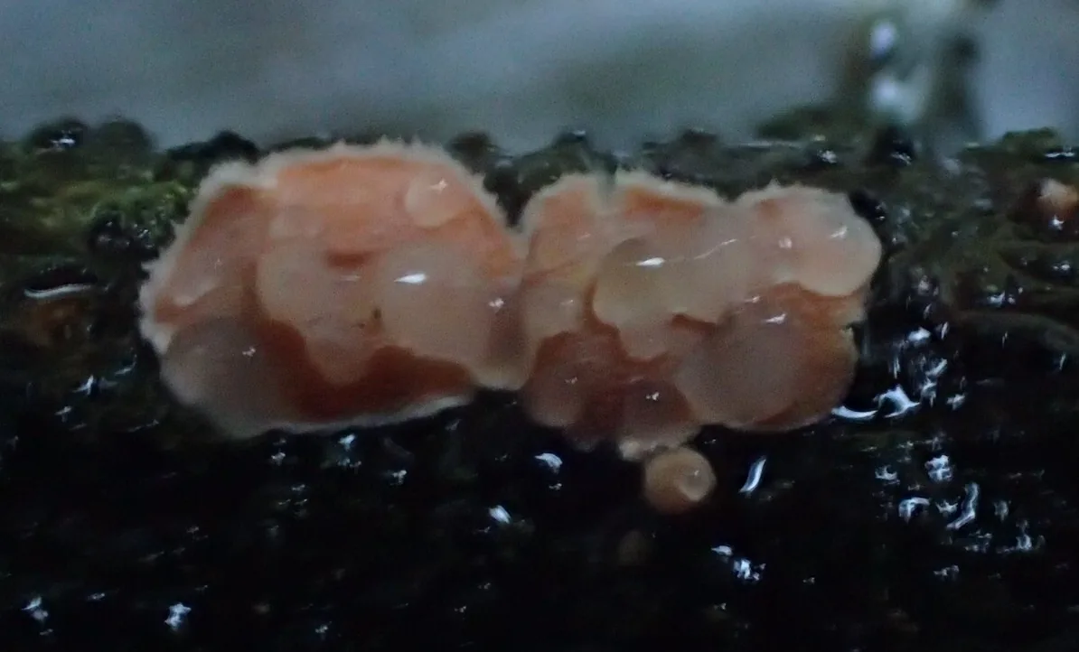Phaeotremella simplex (Phaeotremella simplex) — photo mycologique