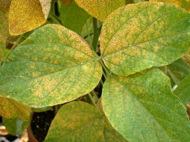 Phakopsora compositarum (Phakopsora compositarum) — photo mycologique