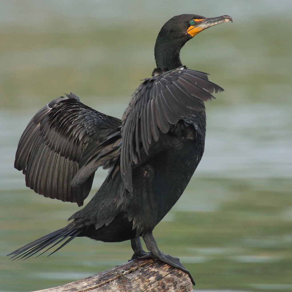Cormoran à aigrettes (Phalacrocorax auritus) — photo vertébré