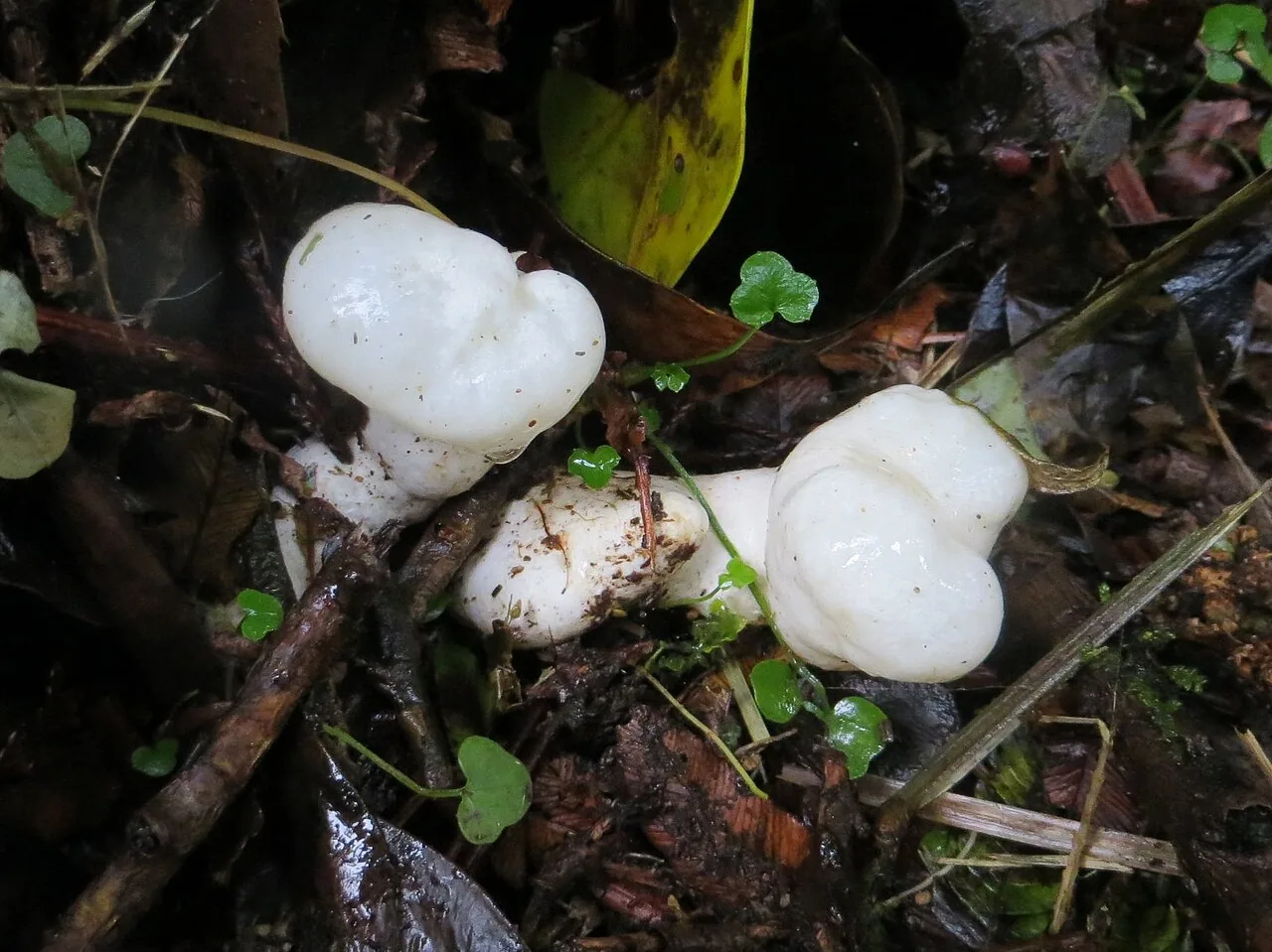 Phallobata alba (Phallobata alba) — photo mycologique