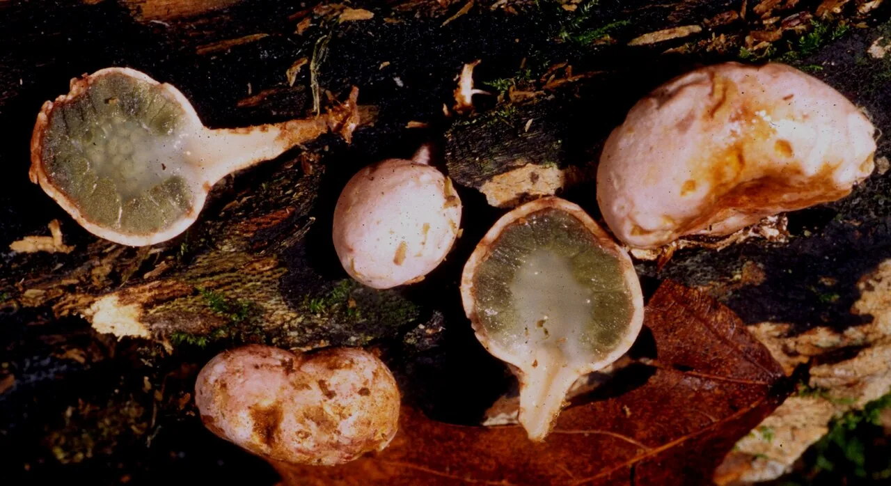 Phallogaster saccatus (Phallogaster saccatus) — photo mycologique