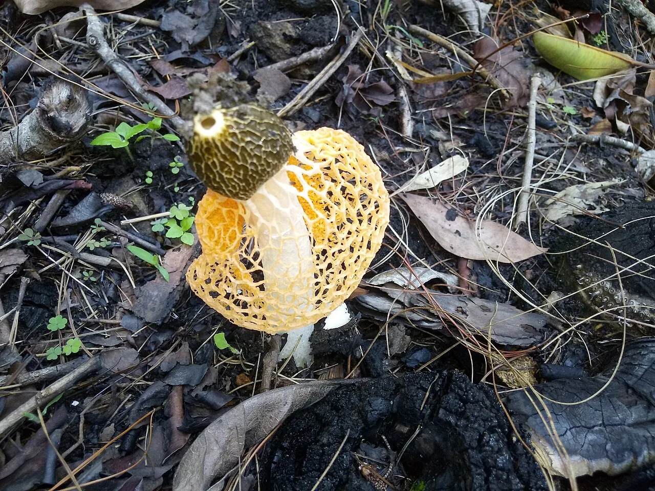 Phallus cinnabarinus (Phallus cinnabarinus) — photo mycologique