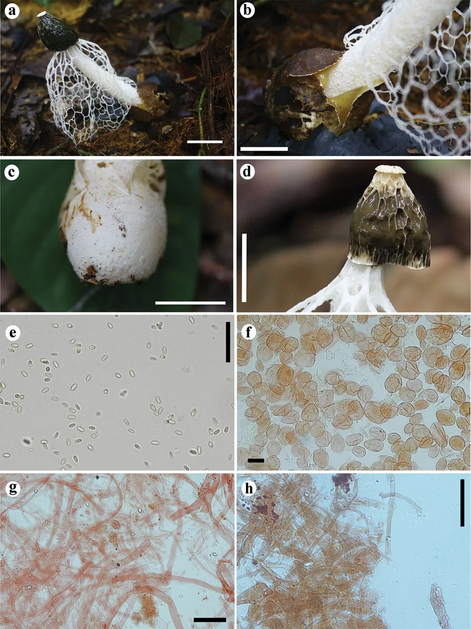 Phallus denigricans (Phallus denigricans) — photo mycologique