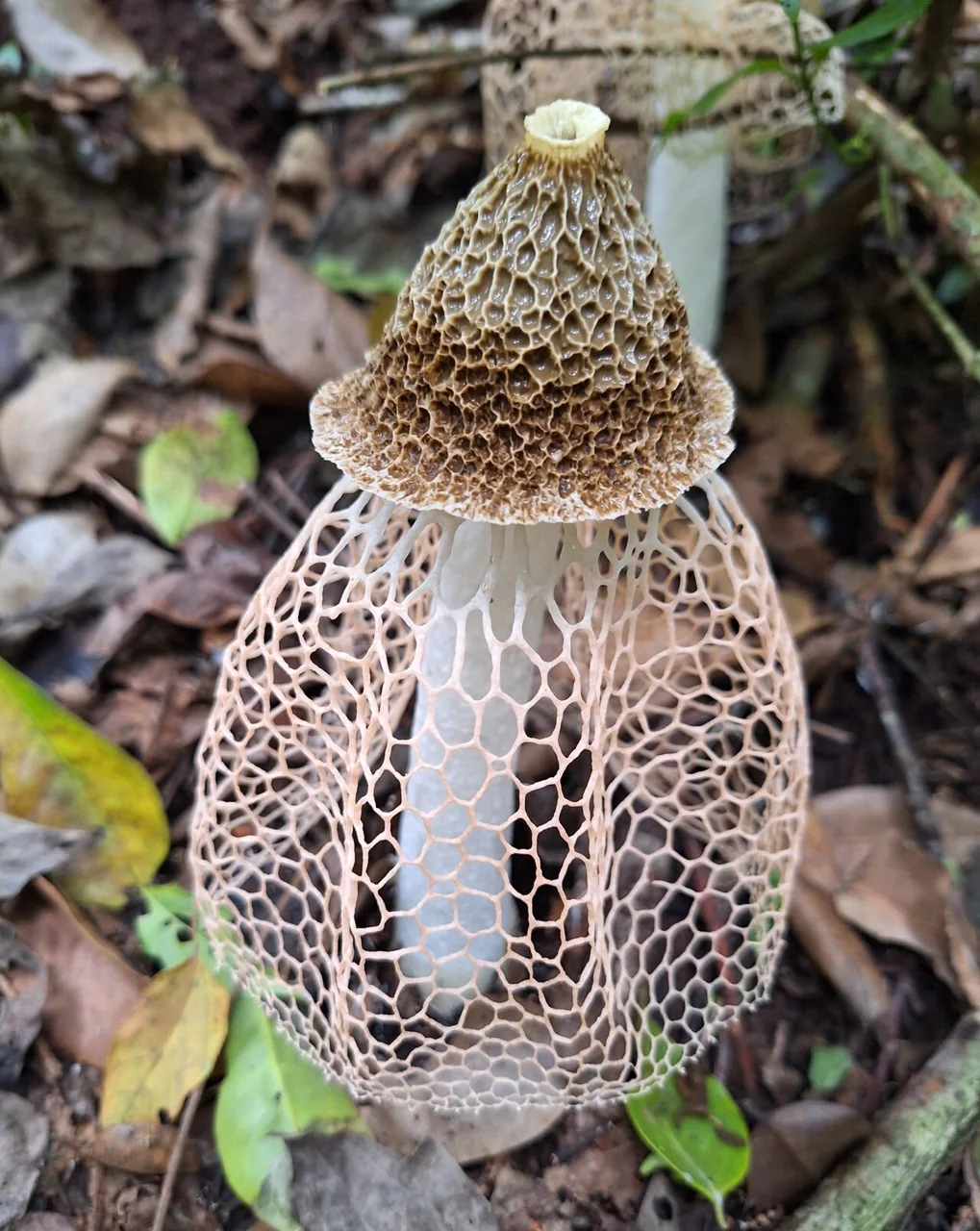 Phallus haitangensis (Phallus haitangensis) — photo mycologique