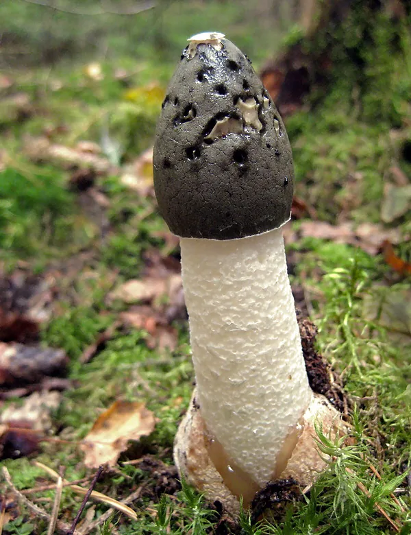 Phallus impudicus (Phallus impudicus) — photo mycologique