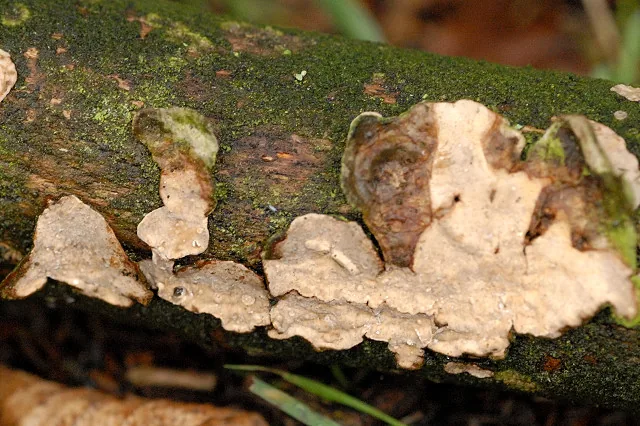 Phanerochaete robusta (Phanerochaete robusta) — photo mycologique