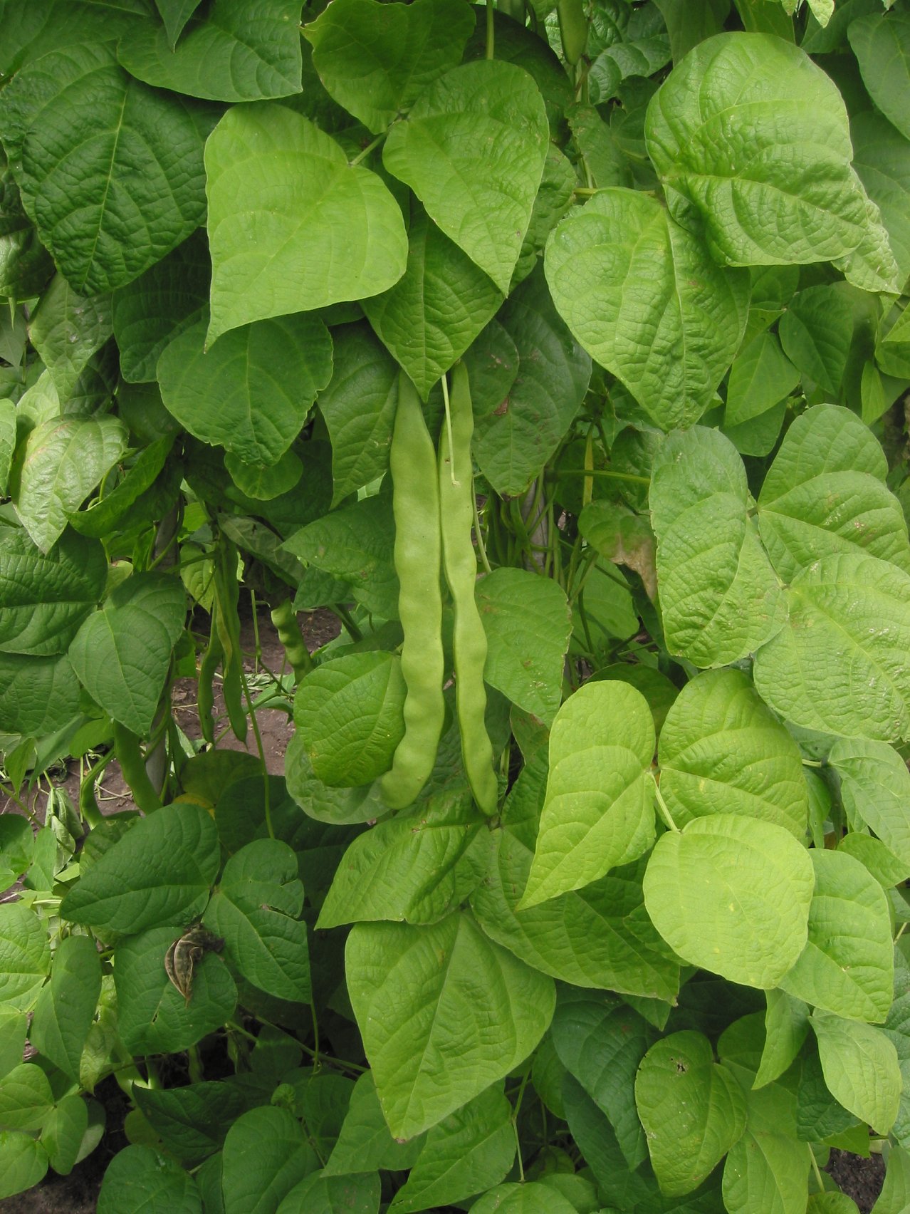 Haricot (Phaseolus) — photo botanique