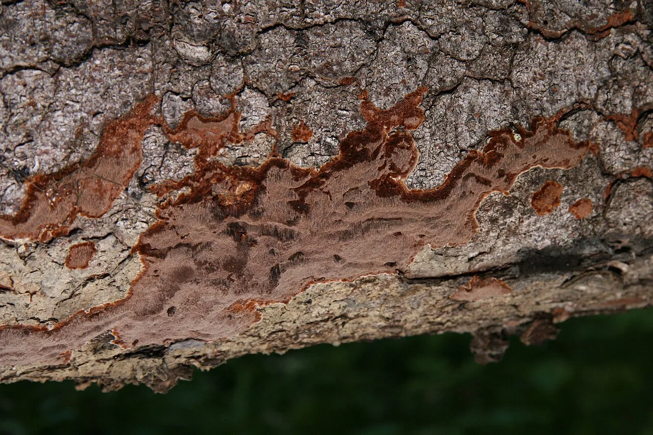 Phellinidium ferrugineofuscum (Phellinidium ferrugineofuscum) — photo mycologique