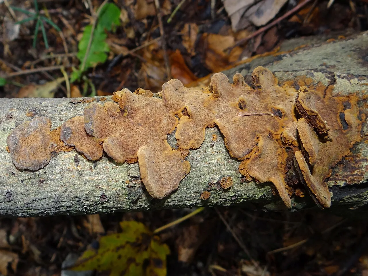 Phellinopsis resupinata (Phellinopsis resupinata) — photo mycologique