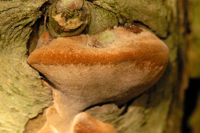 Phellinus caryophylli (Phellinus caryophylli) — photo mycologique