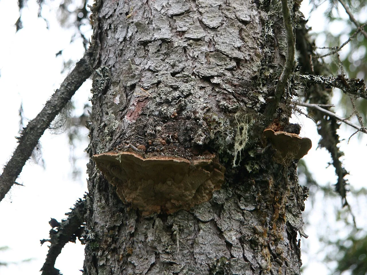 Phellinus chrysoloma (Phellinus chrysoloma) — photo mycologique