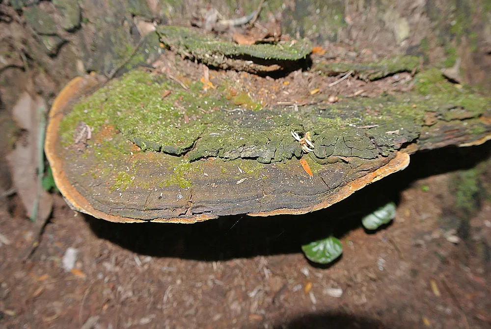 Phellinus fastuosus (Phellinus fastuosus) — photo mycologique