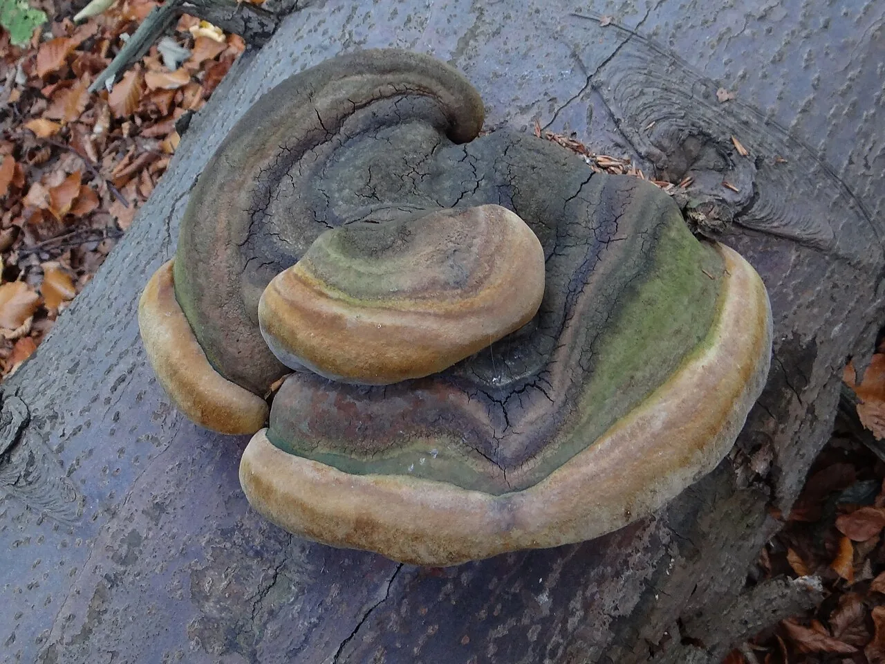 Phellinus hartigii (Phellinus hartigii) — photo mycologique