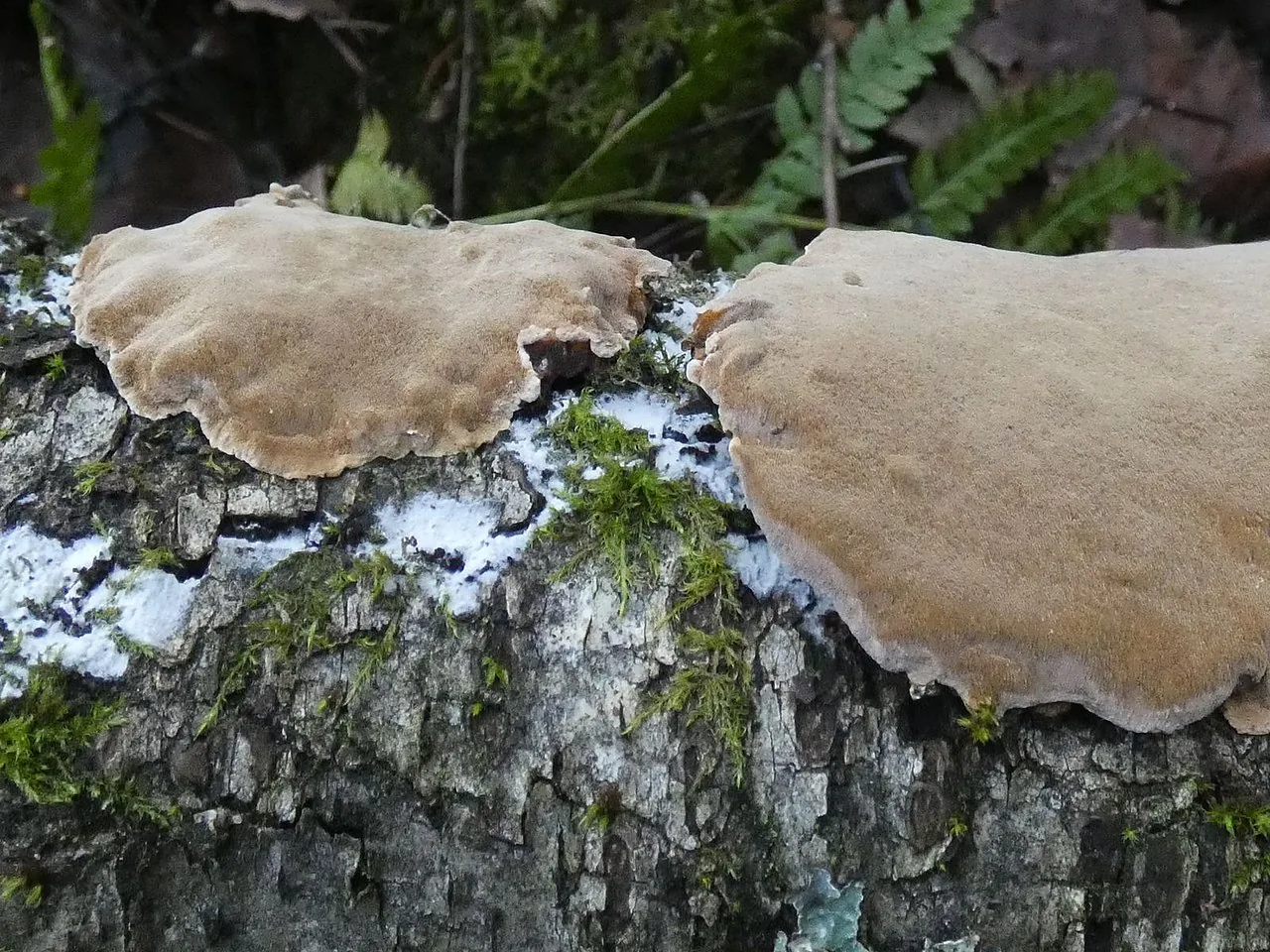 Phellinus laevigatus (Phellinus laevigatus) — photo mycologique
