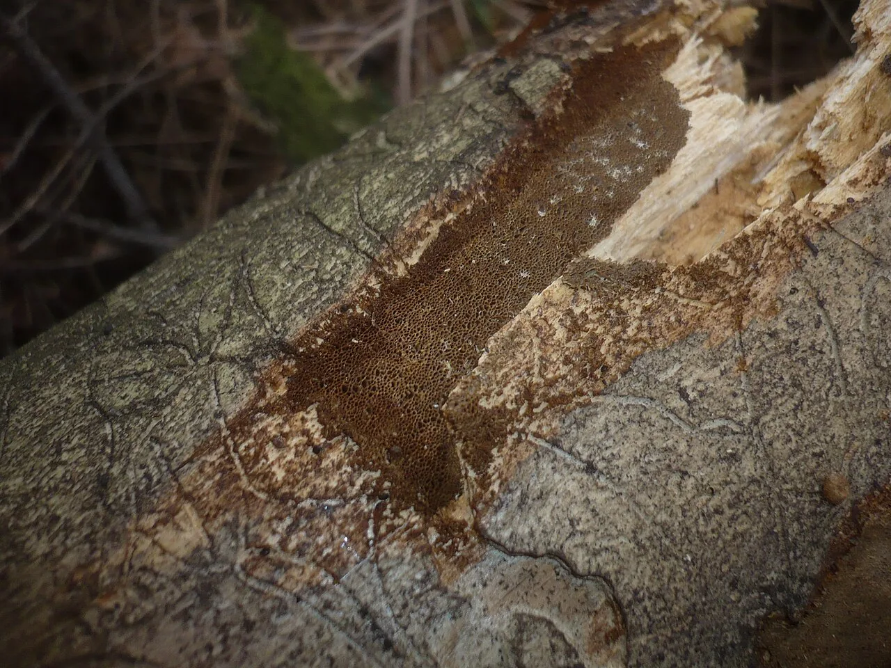 Phellinus viticola (Phellinus viticola) — photo mycologique