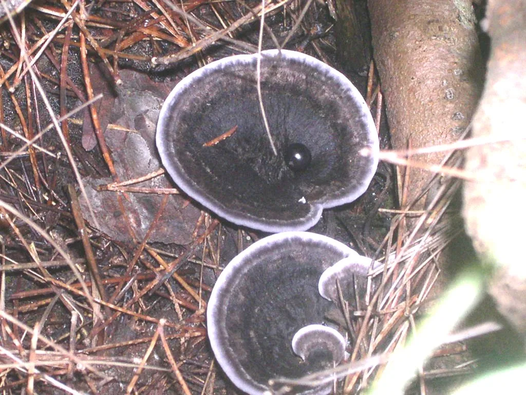 Phellodon implicatus (Phellodon implicatus) — photo mycologique