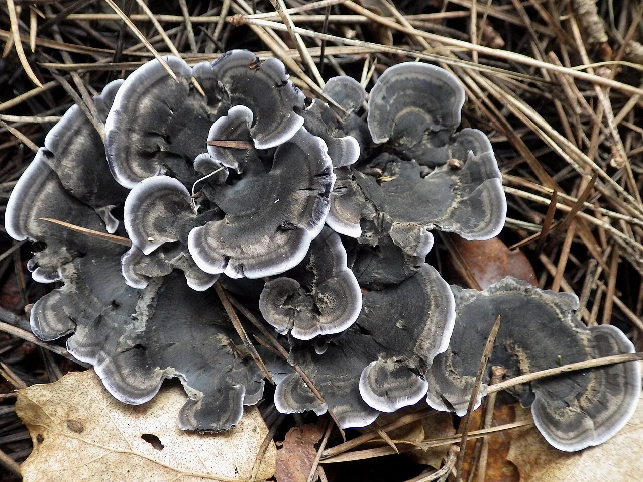 Phellodon niger (Phellodon niger) — photo mycologique