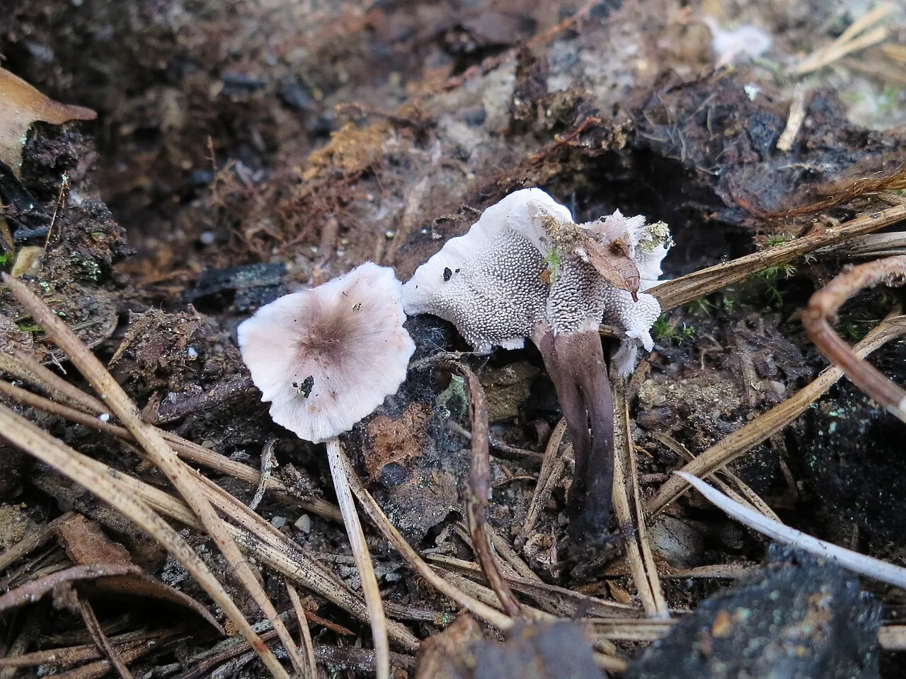 Phellodon secretus (Phellodon secretus) — photo mycologique