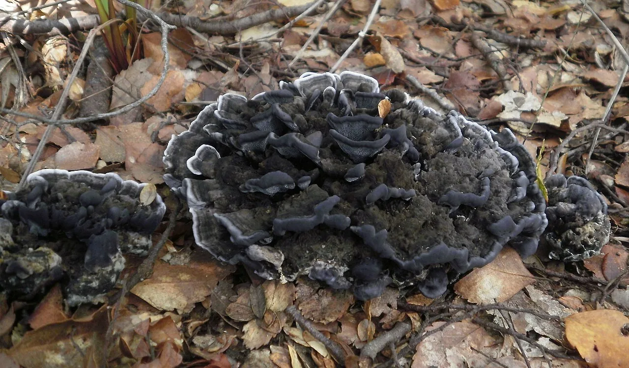 Phellodon sinclairii (Phellodon sinclairii) — photo mycologique