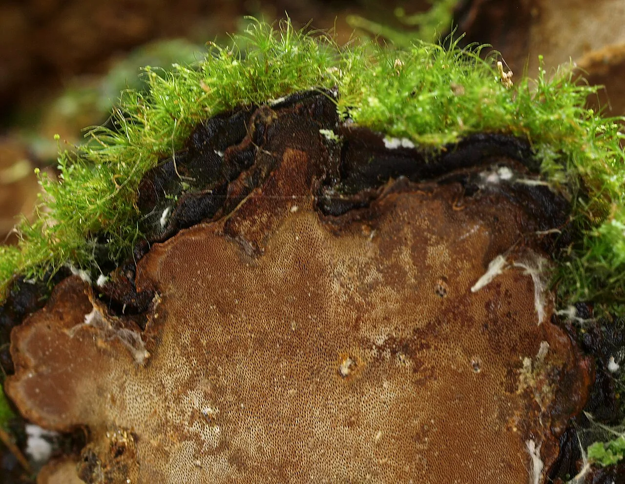 Phellopilus nigrolimitatus (Phellopilus nigrolimitatus) — photo mycologique