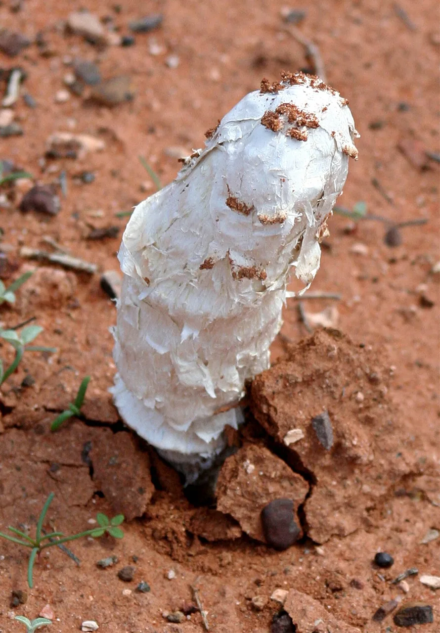 Phellorinia herculeana (Phellorinia herculeana) — photo mycologique